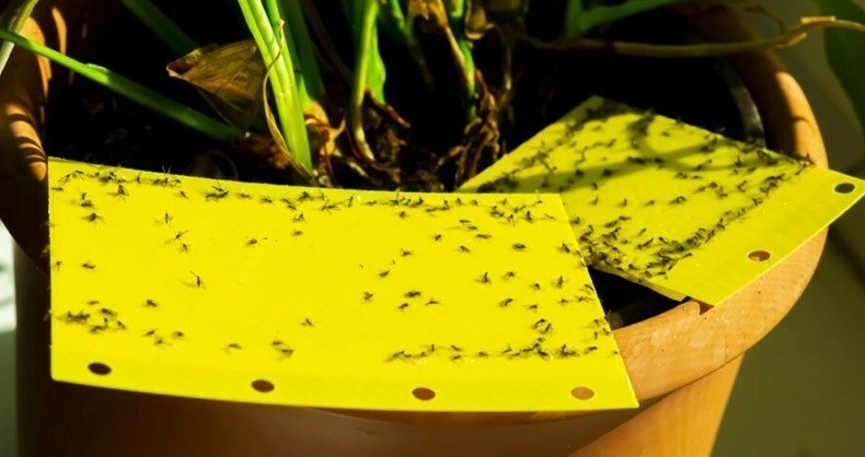 چسبرولها و چسب کارتهای جذب کننده حشرات برای نخستینبار در کشور دانشبنیان شد