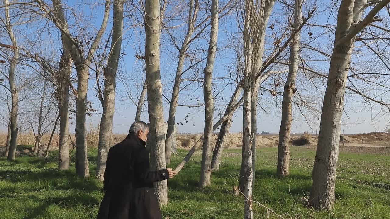 اولین هیبرید بین گونه‌ای صنوبر از درختان سریع‌الرشد در سازمان فائو ثبت جهانی شد